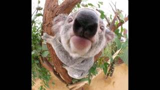 Koala Video Heiheihei
