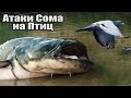 Рыбалка🎣 ЗРЕЛИЩНЫЕ, БЕСПОЩАДНЫЕ АТАКИ Больших Гигантских СОМОВ на ПТИЦ🕊️ Крупным планом.