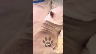 Alguien quiere adoptarlo 😍 #doglove #perritosjuguetones #pitbulllove