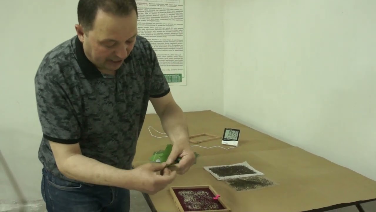 BÖLÜM 1- İPEKBÖCEĞİ NASIL BESLENİR - BİRİNCİ GÜN İLK BESLEME