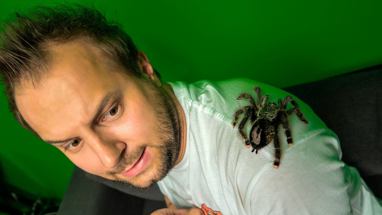 CIEKAWOSTKI O HODOWLI PTASZNIKÓW W DOMU