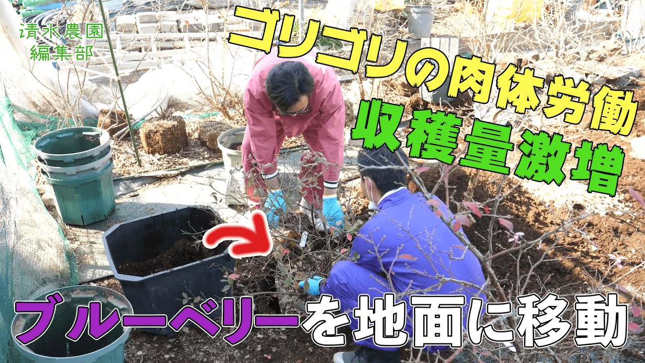 【ブルーベリー #1】ブルーベリーを地植えにして収穫量を激増させる作業【農園編集部】