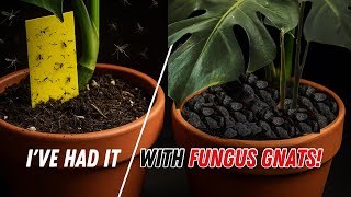 I’ve Had It With Fungus Gnats! 🪰 My Lava Rock Solution Starts Now