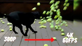 Собачья Мечта Исполнилась В 4К 60Фпс | Собака Ловит Теннисные Мячики (Улучшенный Мем)😂😂😂