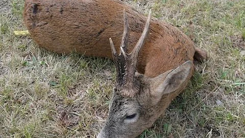 FRANCE ROE BUCK (Chevreuil) 2014 HUNTING (chasse) SEASON by SELADANG