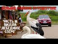 Лебединое озеро: отдых, который стоит дороги