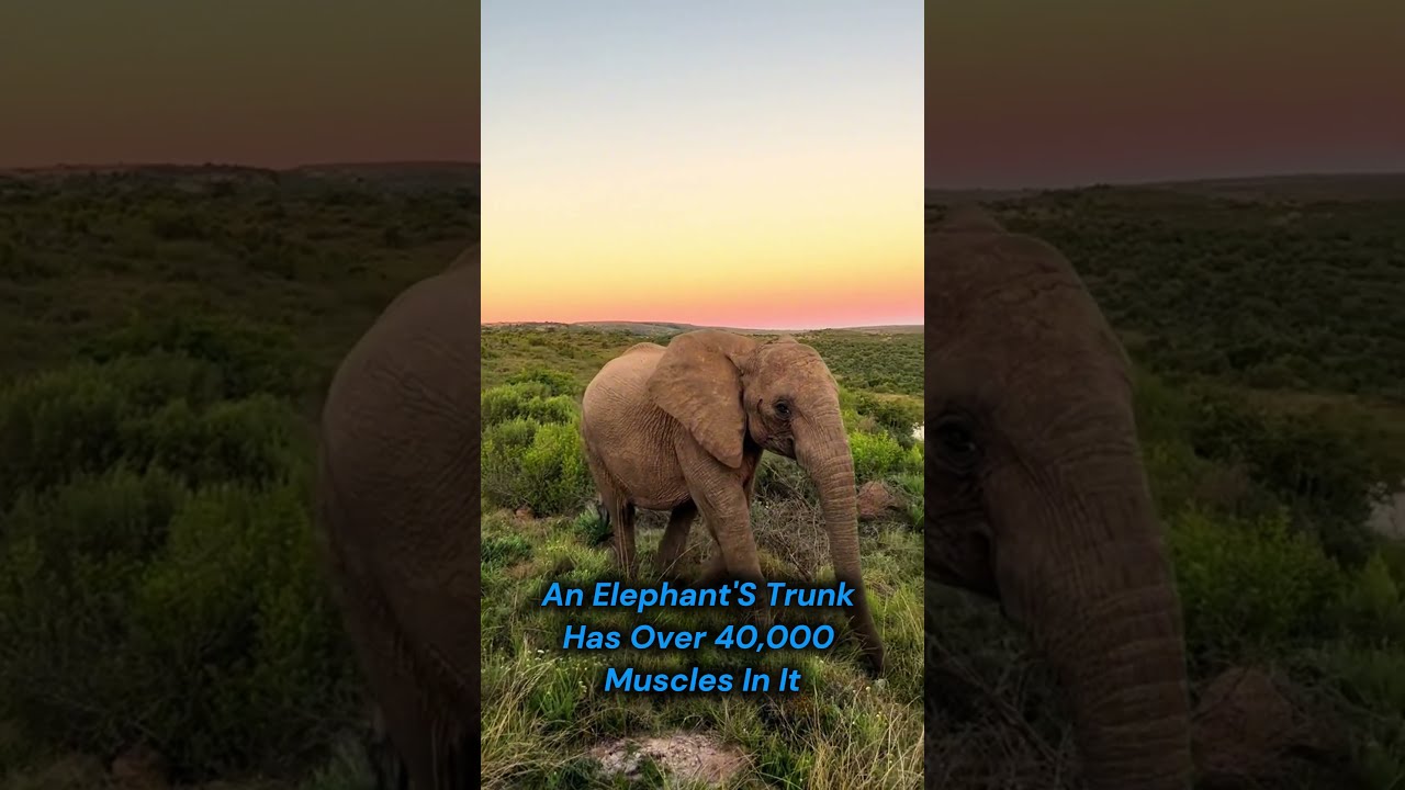 This Will Change How You See Elephants