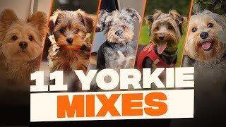 Yorkie Mixes: 11 Cutest Yorkshire Terrier Crossbreeds That You Never Knew