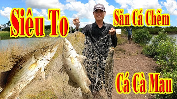 Kéo Lưới Bắt Cá Chẽm Trong Vuông Tôm - Cảm Ơn Mọi Người Đã Xem, Chia Sẽ Và Đăng Ký Ũng Hộ