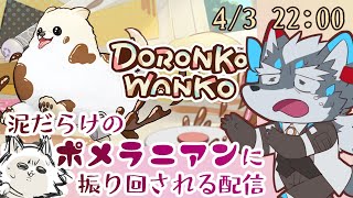 【DORONKO WANKO】ポメに部屋をぐちゃぐちゃにされるワル【Vtuber/逢魔牙ワルト】