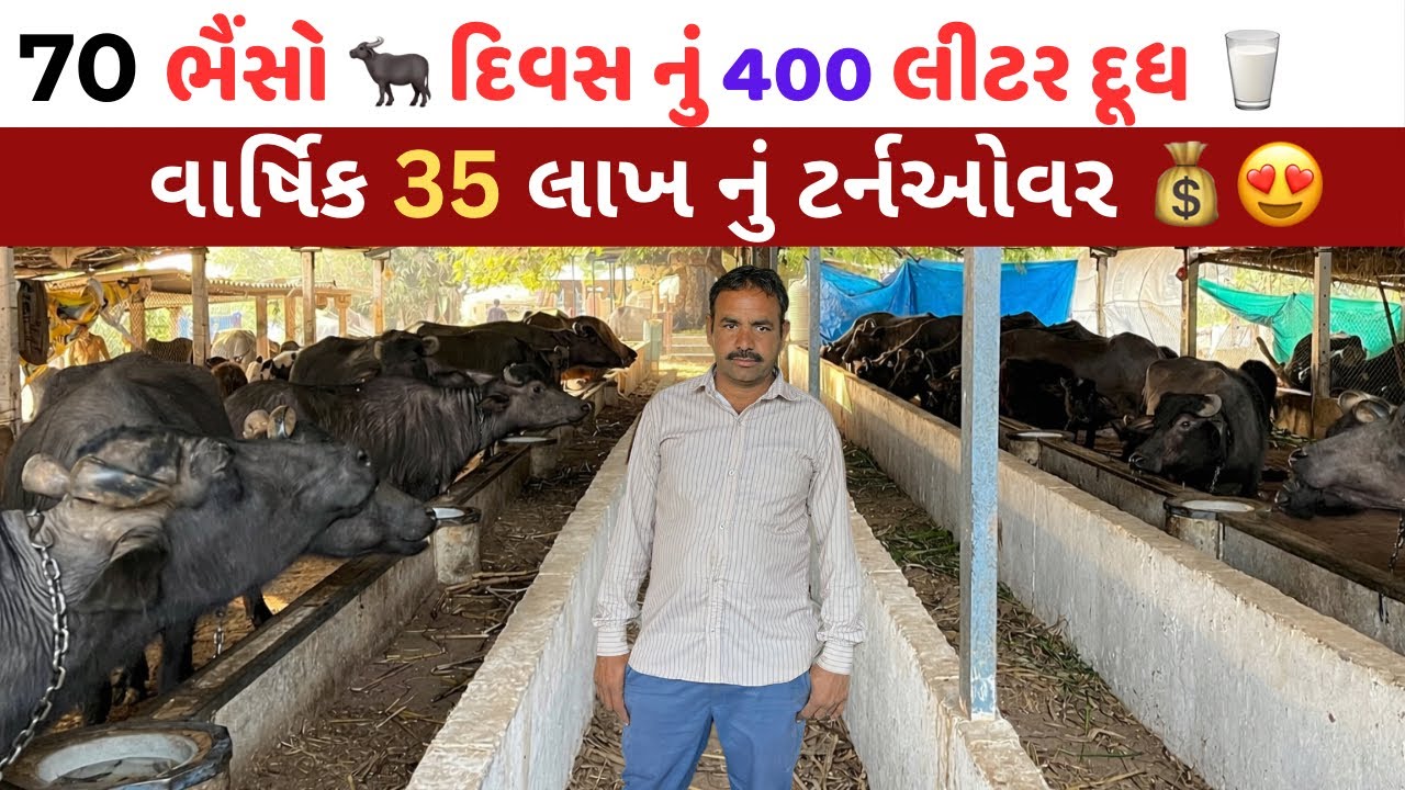 70 ભેંસોથી દિવસનું 400 લિટર દૂધ 🥛 | વાર્ષિક 35 લાખનું ટર્નઓવર 💰 | સફળ ડેરી ફાર્મ