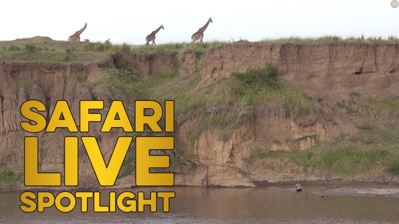 The Mara River - A true African gauntlet