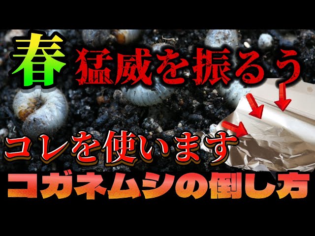 Japanese beetles] My fruit trees and vegetables have suddenly
