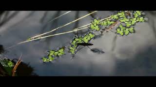 Japanese Gardens