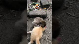 Cute Cat And Monkey Have A Playdate