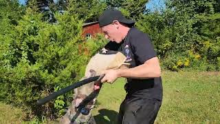 American Staffordshire Terrier Pit Bull Bite Workobedience Through Play Beaux Baggins