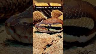 🐍🍩 Meet Donut, one of our amazing ambassador ball pythons! 💚