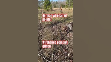 German wirehaired pointer vs wirehaired pointing griffon #huntingdogs