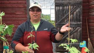 Famous How To Get a Second Flowering With Delphiniums Net Worth