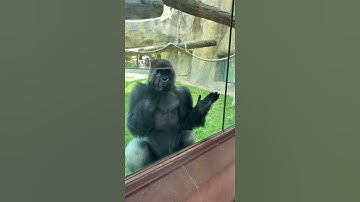 Gorilla acts a fool trying to impress beautiful woman at zoo