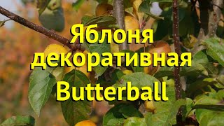 Яблоня декоративная Баттербол. Краткий обзор, описание характеристик malus domestica butterball