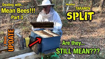 1 WEEK FOLLOW UP - Modified Taranov Split of Mean Honey Bee Hive