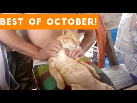 funniest-pet-reactions-&-bloopers-of-october-2017-|-funny-pet-videos