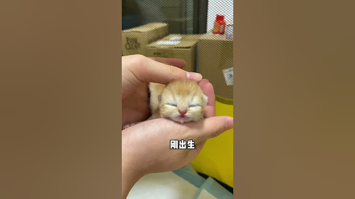 【牛奶是只猫】陪你长大真是一件很有成就的事情#金渐层 #治愈猫咪