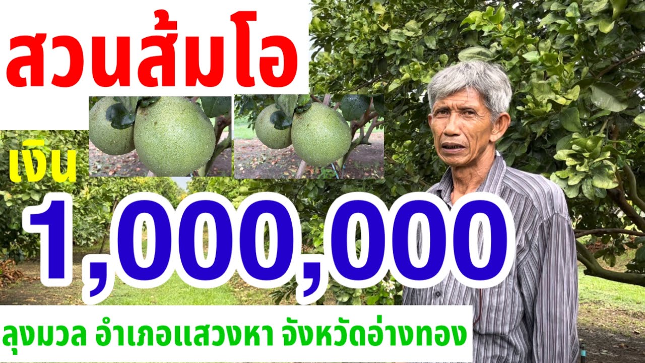 Сад помело за миллион бат: как выращивать, ухаживать и решать проблемы с болезнями и вредителями ...