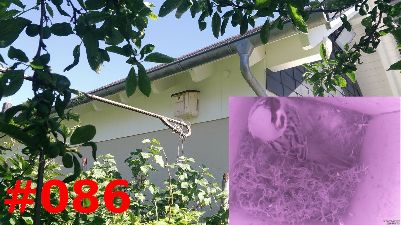 Nistkastenkamera #86 | April 2025