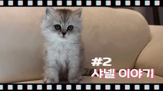 [냥아치들] 샤넬 이야기/아기고양이/페르시안친칠라/아깽이 브이로그