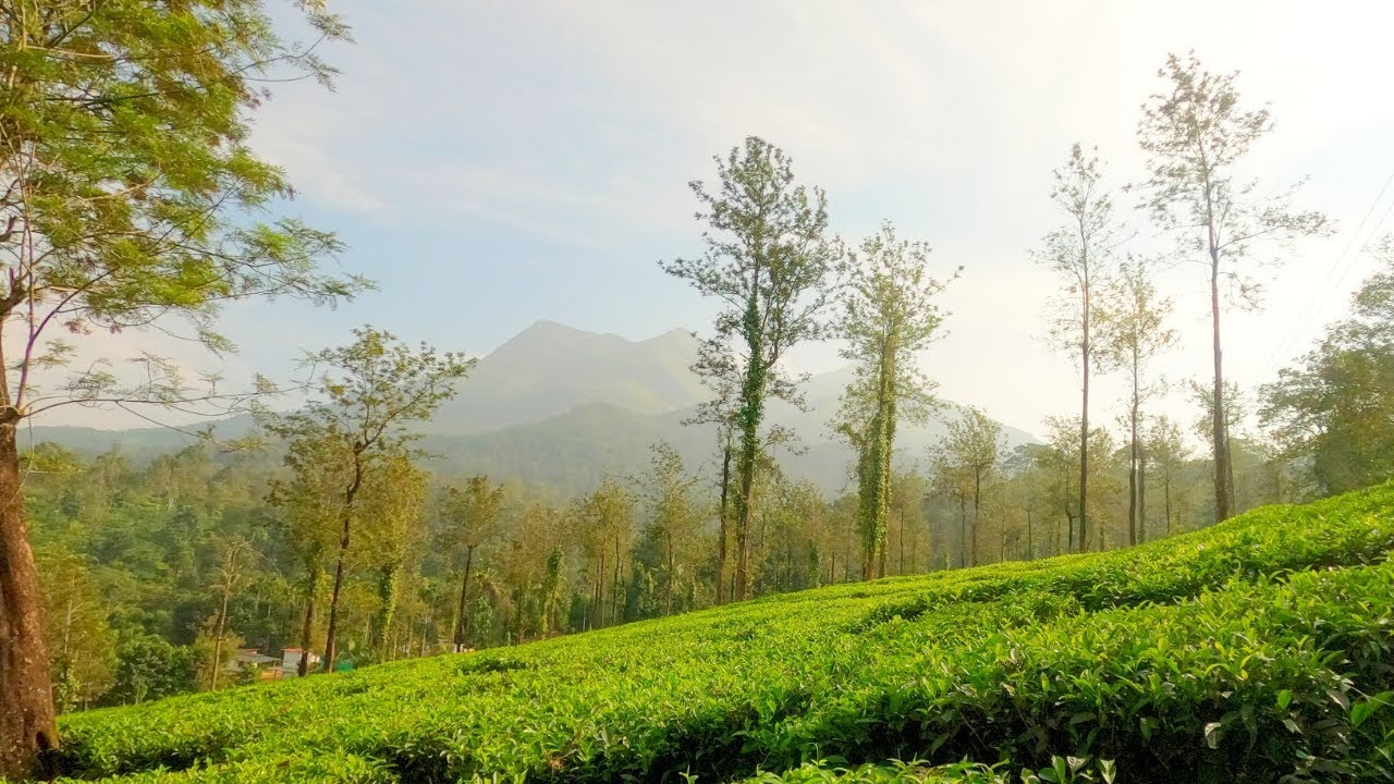 Trip to Thirunelli Wayanad & Review of  KTDC Tamarind Thirunelli