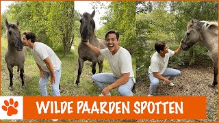Download Lagu Op zoek naar paarden in het wild! | DierenpraatTV MP3 Download Lagu Op zoek naar paarden in het wild! | DierenpraatTV MP3