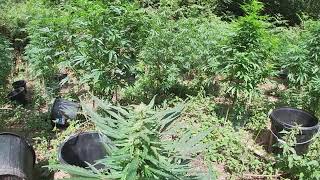 BIGGEST UK AUTOFLOWER WEED GROW 2020
