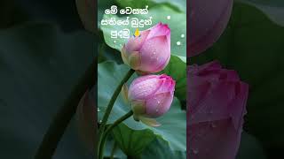 Blooms in Mud, Shines in Light ✨ #shorts #lotus #flowers #nature #peaceful #naturelovers