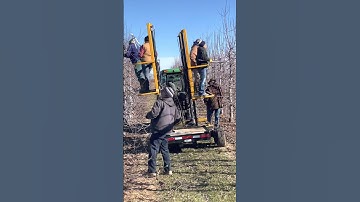 Pruning in our apple orchards