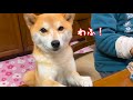 突然凝視して来て小声でわふ！が可愛すぎた柴犬 shiba inu