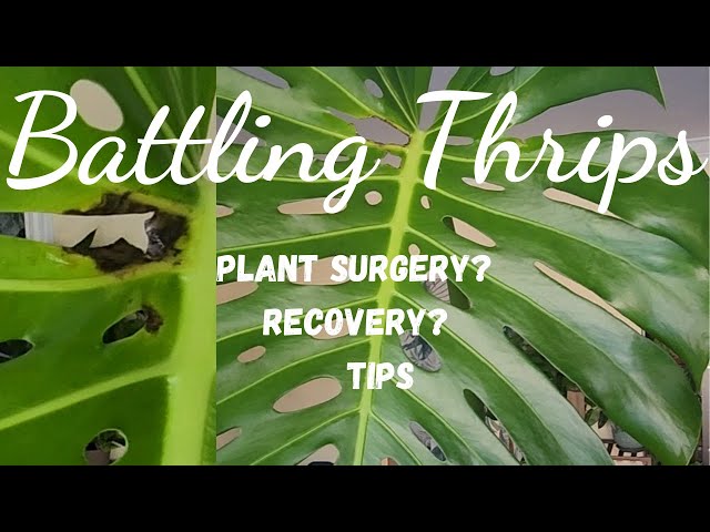 philodendron totem Philodendron Totem – Liberty Landscape Supply