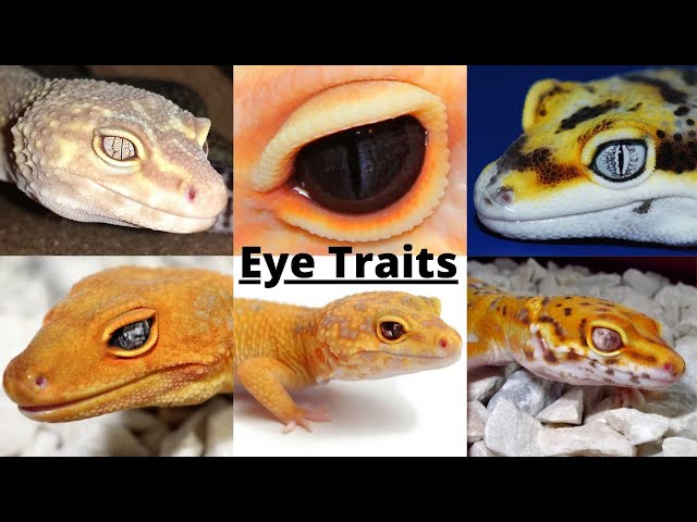 The 9 different TRAITS Leopard GECKOS YouTube