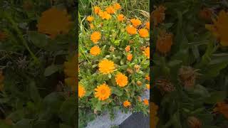 what a beautiful flowers #97 #entry #challenge @ericm4404 @megrealitv #shortsfeed #travel what a beautiful flowers #97 #entry #challenge @ericm4404 @megrealitv #shortsfeed #travel