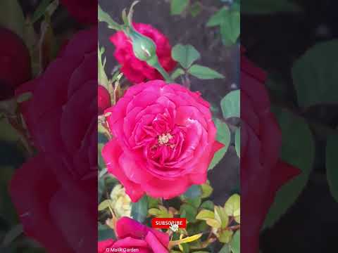 Button Rose Flower | Rose Plant | #shorts #short #viral #shortvideo #youtubeshorts #ytshorts #rose