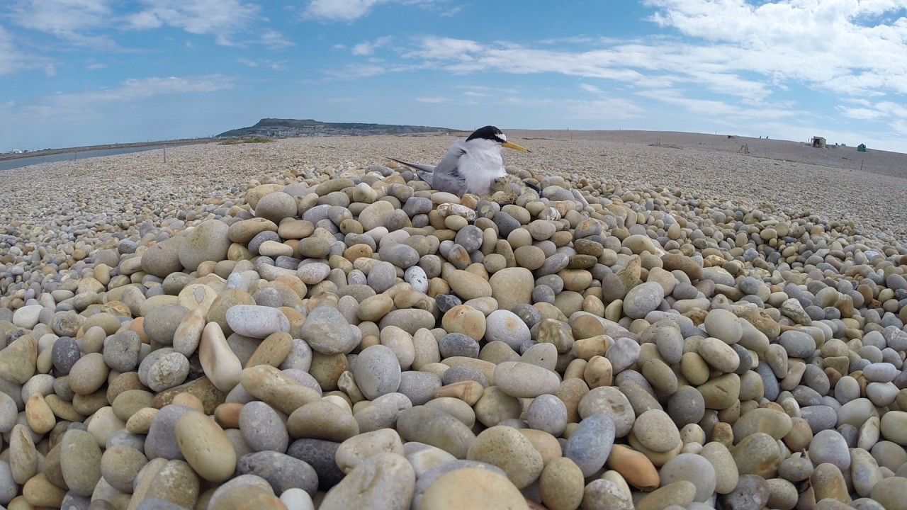 Little Tern Project - Chesil Beach 