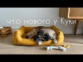 Куки-влог I прогулки, груминг, игрушки