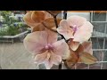 Орхидеи в ОБИ Тёплый Стан 07.04.2021/Обзор орхидей с ценами весна 2021.