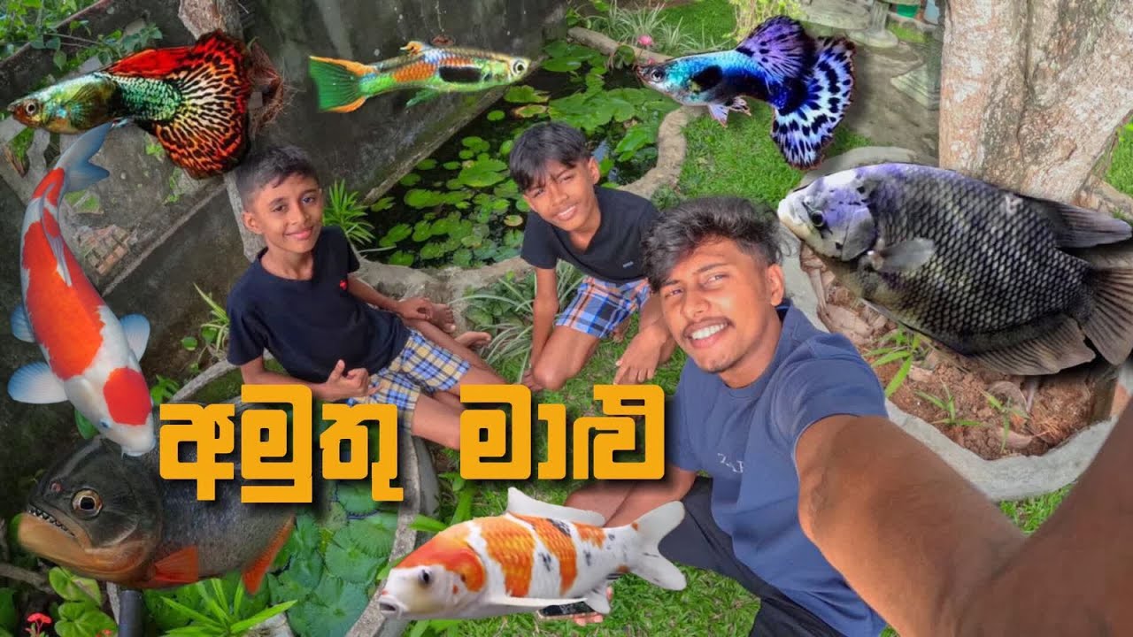 මාළු පිස්සො ඉන්නවද? | Sri Lankan Fish. Fish Pond #vlog32