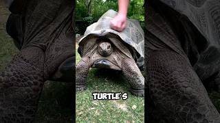 How a Turtle’s Shell Turns Into a Nightmare😳 #didyouknow