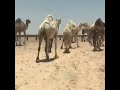 إلى صيف الجنوب