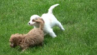 Cavapoo puppies