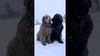 Cute in the snow! #newfoundland #newfoundlanddog #newfies #dog #dogs #pet #pets #doglover #doglife