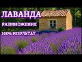 Как размножить лаванду БЕСПЛАТНО , легко и быстро  с 100% эффектом — мой проверенный способ!